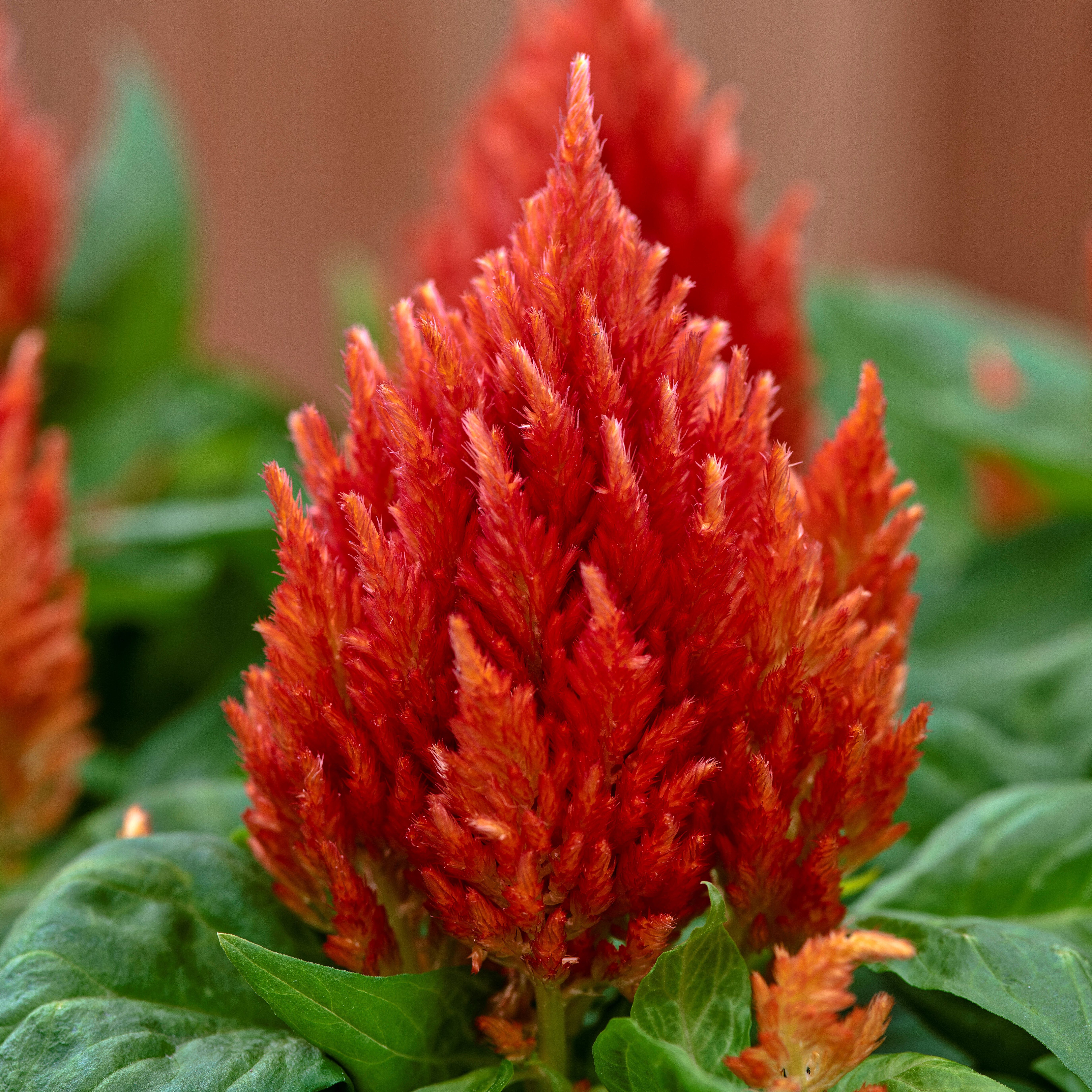 Mini Dwarf Celosia Plumosa Annual Red Orange Pink Salmon Feathery Flowers Container Plant Seeds 100 SEEDS Celosia Kimono Mix