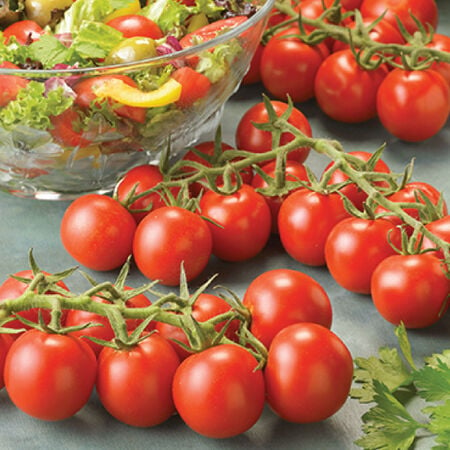 Red Cocktail, (F1) Tomato Seeds - Packet image number null