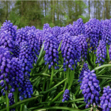 Dark Eyes, Muscari image number null