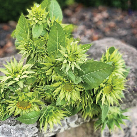 SunFill™ Green, (F1) Sunflower Seeds - 250 Seeds image number null