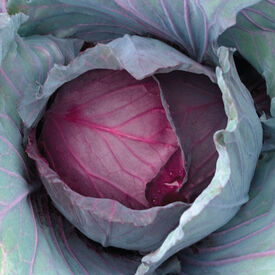 Red Jewel, (F1) Cabbage Seeds