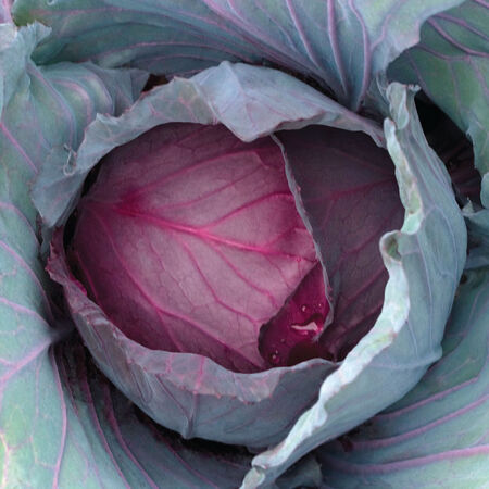 Red Jewel, (F1) Cabbage Seeds - Packet image number null