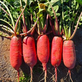 China Rose, Radish Seeds