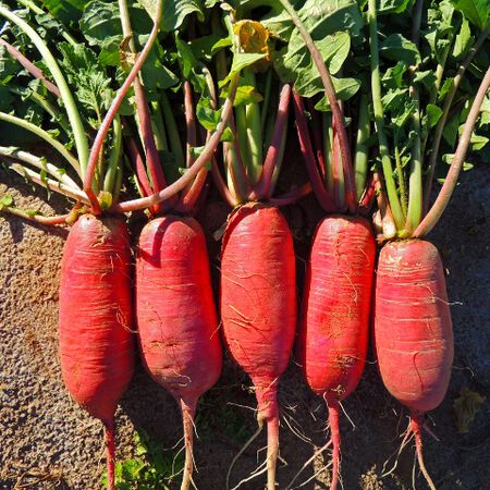 China Rose, Radish Seeds - Packet image number null