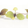 Dark Opal Basil, Microgreen Seeds - 1/4 Ounce thumbnail number null