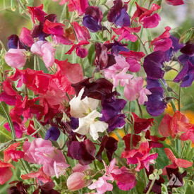 Heirloom Mix, Sweet Pea Seeds