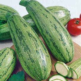 Caserta, Zucchini Seeds