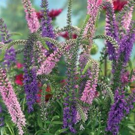 Sightseeing, Veronica Seeds