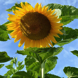 Starburst, (F1) Sunflower Seeds