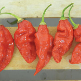 Trinidad Scorpion Butch T, Pepper Seeds