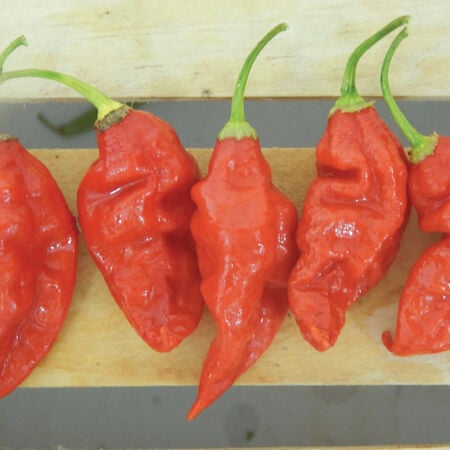 Trinidad Scorpion Butch T, Pepper Seeds - Packet image number null