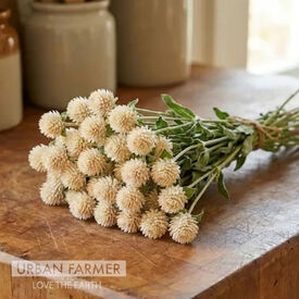 QIS Cream, Gomphrena Seeds