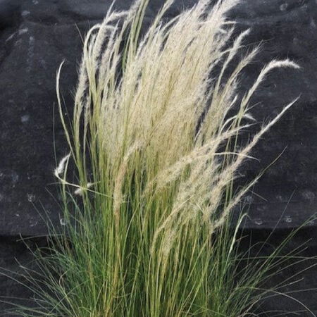 Peruvian Feather Grass, Stipa - Packet image number null