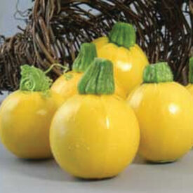 One Ball, (F1) Squash Seeds