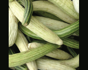 Armenian Mix, Cucumber Seeds