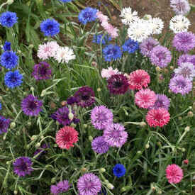 Dwarf Mix, Centaurea Seeds