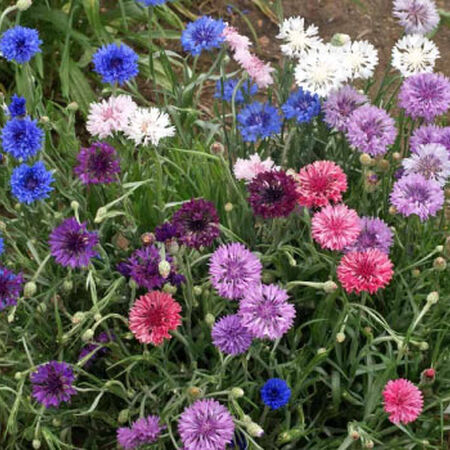 Dwarf Mix, Cornflower Seeds - Packet image number null