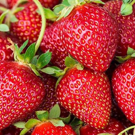 Ozark Beauty Everbearer, Strawberry Plants image number null