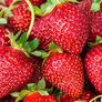 Ozark Beauty Everbearer, Strawberry Roots - 25 Roots thumbnail number null