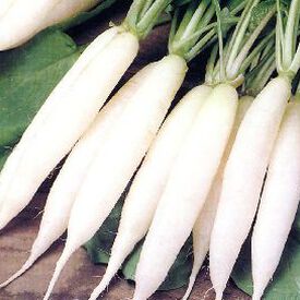 White Icicle, Radish Seeds