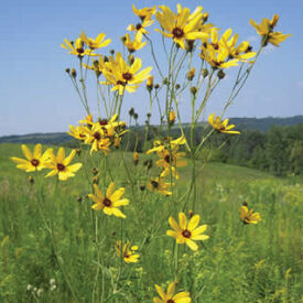 Tall, Coreopsis Seeds