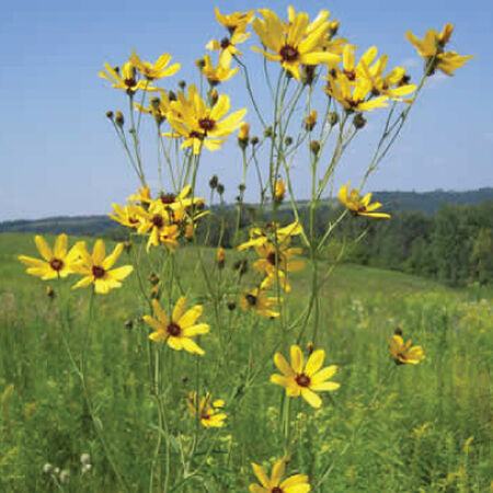 Tall, Coreopsis Seeds - Packet image number null