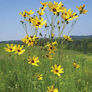 Tall, Coreopsis Seeds - Packet thumbnail number null