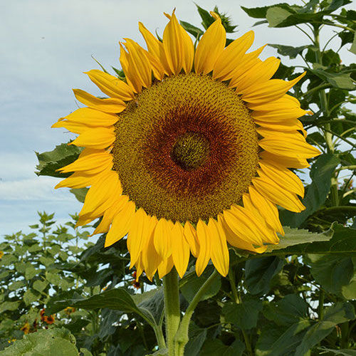 Sunflower fertilizer hot sale