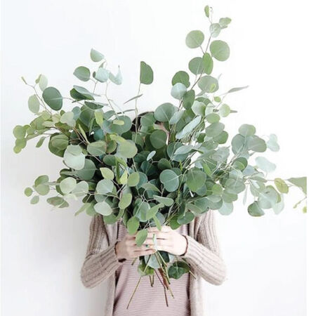 Silver Plate, Eucalyptus Seeds - 100 Seeds image number null