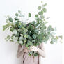 Silver Plate, Eucalyptus Seeds - 100 Seeds thumbnail number null