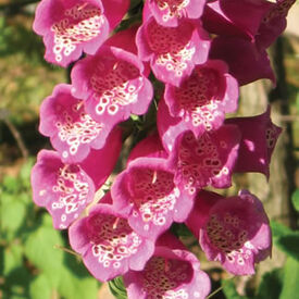 Strawberry, Digitalis Seeds