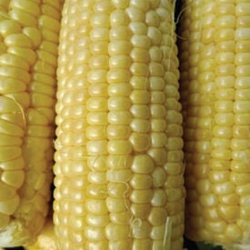 Iochief, (F1) Corn Seed