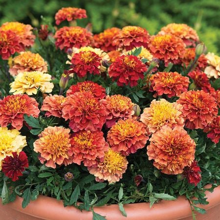 Strawberry Blonde, Marigold Seeds - Packet image number null