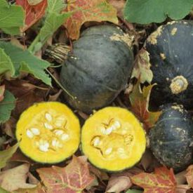 Buttercup Burgess, Squash Seeds