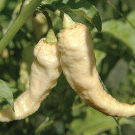 White Bhut Jolokia, Pepper Seeds