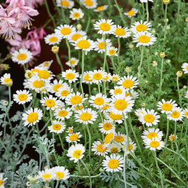 Common, Chamomile Seeds