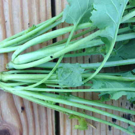 Premier, Kale Seed image number null