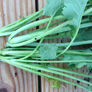 Premier, Kale Seed thumbnail number null