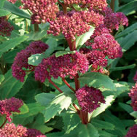 Emperor's Wave, Sedum Seeds - Packet image number null