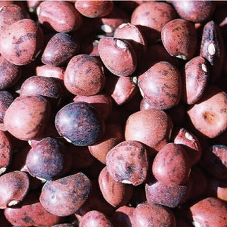 Dixie Speckled Butterpea, Bean Seeds image number null