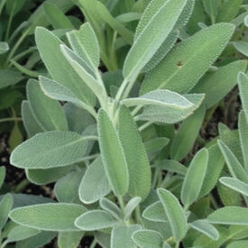 Broadleaf, Sage Seed