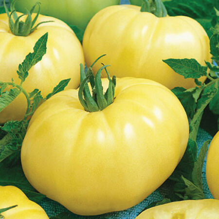 Chef's Choice White, Tomato Seeds - Packet image number null