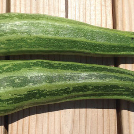 Cocozelle, Zucchini Seeds - Packet image number null