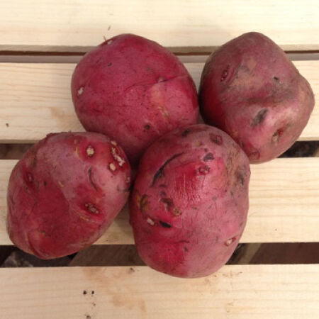 Red Norland, Seed Potatoes - 2 Pounds image number null