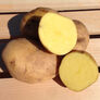 German Butterball, Seed Potatoes - 2 Pounds thumbnail number null