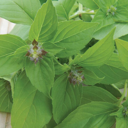 Lime, Basil Seeds - Packet image number null