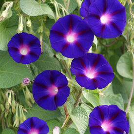 Grandpa Ott, Ipomoea Seeds