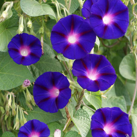 Grandpa Ott, Ipomoea Seeds - 1 Ounce image number null