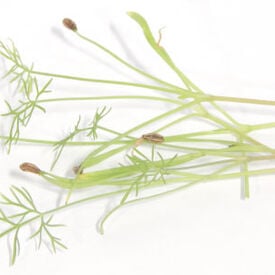 Florence Fennel, Microgreen Seeds