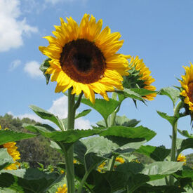 Early Black Heart, (F1) Sunflower Seeds